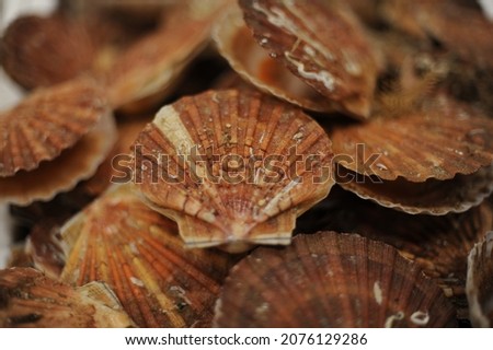 Fresh scallops in shells in a market in Normandy, France (seafood, fruit de mer, hotate, St James shell, pecten maximus,mollusks mollusca) Royalty-Free Stock Photo #2076129286