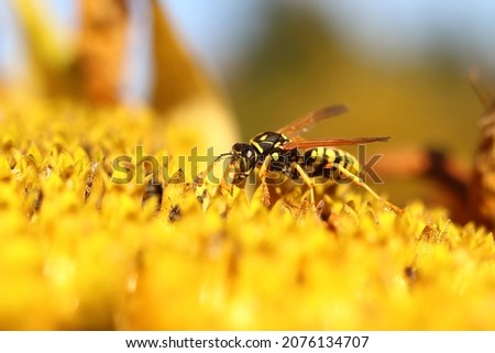 Vespula vulgaris, Helianthus annuus, a wasp covered with pollen on a sunflower