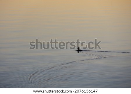 The bird swims in a calm lake. Ripples from a floating bird on the surface of the water.