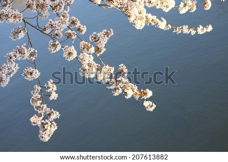 Cherry Blossoms And The Surface Of Water