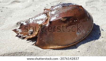 Horseshoe crab -  shell on a sandy beach Royalty-Free Stock Photo #2076142837