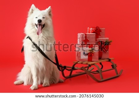 Cute Samoyed dog with sledge and Christmas gifts on color background