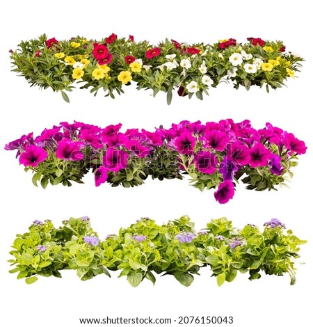 Collage of beautiful summer balcony flowers in rows, isolated on white background Royalty-Free Stock Photo #2076150043