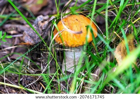 A mushroom with an orange cap grows in the grass. Edible mushrooms. The photo was taken in close-up. Mushroom picking season. The mushroom cap is covered with green grass.