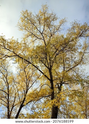 Autumn, tree against the blue sky, bottom view.