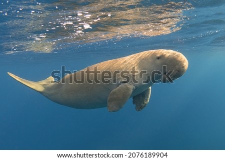 Calm dugong near the ocean surface. Cute marine animal. Rare sea mammal (Dugong dugon) Royalty-Free Stock Photo #2076189904