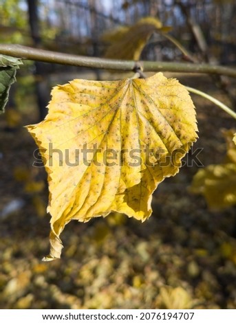 Autumn, bright leaves of trees close-up, landscape.