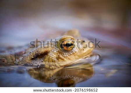 Common European Toad (Bufo bufo) in a pond. Close up of a common toad in the water. Detail of eyes. Animal in the nature habitat. 