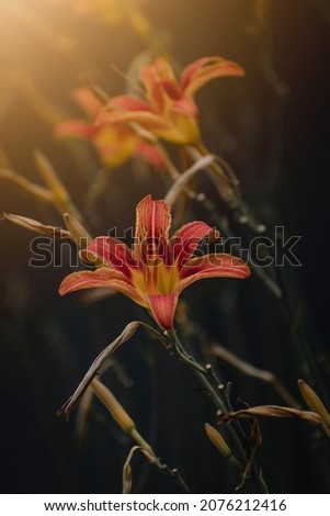 Hemerocallis fulva - Beautiful orange daylily blooming and growing in the garden under the rays of sun, moody dark edit, flora and botany