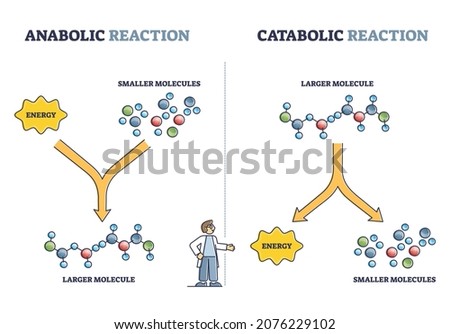 Anabolic vs catabolic reaction comparison in metabolism outline diagram. Labeled educational cellular ATP energy storage building up and breaking down bio chemical process cycle vector illustration. Royalty-Free Stock Photo #2076229102