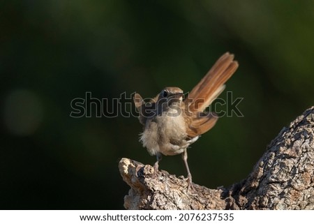 Nightingale perched on a branch, looking at the camera. With green background out of focus. Horizontal image with space on the left side. The bird illuminated by the sun. Wildlife concept.