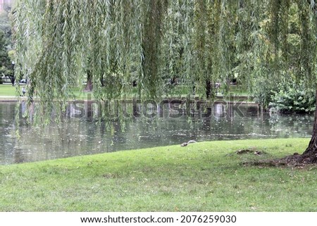 The beautiful lagoon at the Boston Public Garden. The botanical park has paths for walking, signs that read "stay off the grass", large weeping willow trees, and squirrels foraging on the lawn.