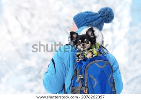Close-up picture of a chihuahua dog sitting in the backpack at the winter walk