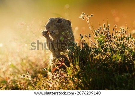 Ground squirrel in the beautiful light of the setting sun. Enlightened grass stalks