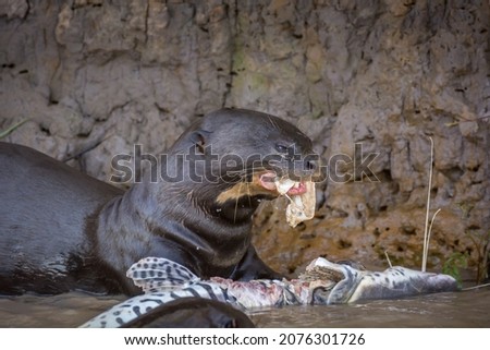 Giant Otter eating a Fish (Pteronura brasiliensis eating a Pseudoplatystoma fasciatum)