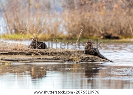 Two wild otters family, lontra canadensis animal seen in natural, outdoor environment on the side of a lake during summer time in Yukon, Canada. 