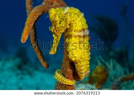  A beautiful yellow longsnout seahorse in a classic pose with his tail wrapped around some sponge. The creature was shot in the wild by a scuba diver on the reef in the Cayman Islands Royalty-Free Stock Photo #2076319213