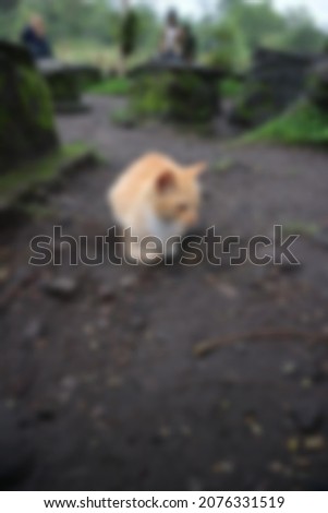 blurry pictures of orange cat