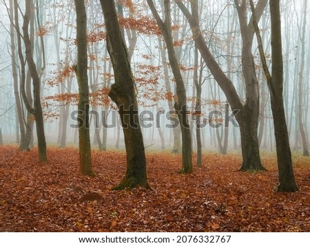 Misty forest in late autumn. Fallen leaves under the trees. Dense fog in the morning woods. 