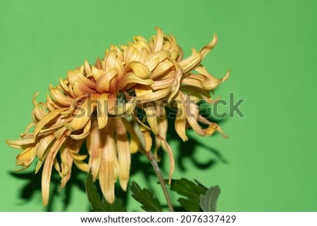 chrysanthemum the beautiful colorful autumn flower close up