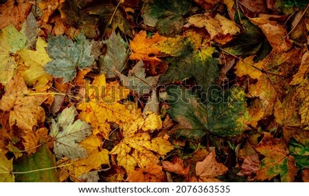Autumnal Dry Leaves in Forest, top view