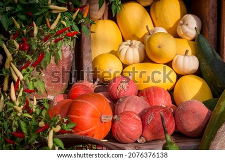 arrangement of several multicolored squashes display 