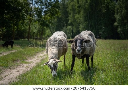 A flock of sheep in a field
