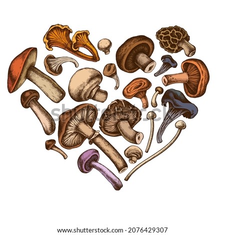 Heart design with colored oyster mushroom, champignon, honey agaric, shiitake, porcini, morel mushroom, chanterelle, aspen mushroom, enoki , shimeji, black chanterelle, red pine mushroom, portobello Royalty-Free Stock Photo #2076429307