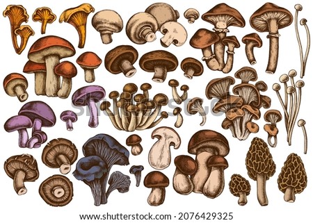 Vector set of hand drawn colored oyster mushroom, champignon, honey agaric, shiitake, porcini, morel mushroom, chanterelle, aspen mushroom, enoki , shimeji, black chanterelle, red pine mushroom Royalty-Free Stock Photo #2076429325