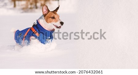 Background with snow texture and dog wearing warm clothes playing on sunny winter day