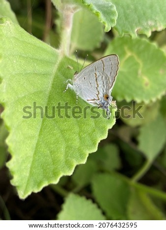 beautiful butterfly on green leaf