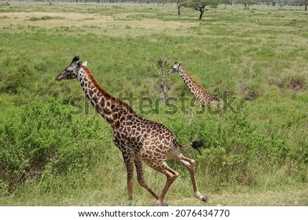 Giraffe in an African jungle