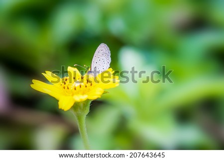 buterfly in the garden with yellow flower