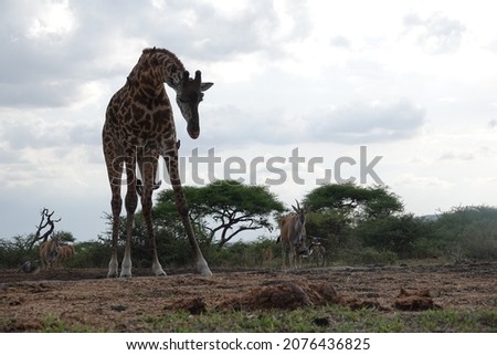 Giraffe in an African Jungle