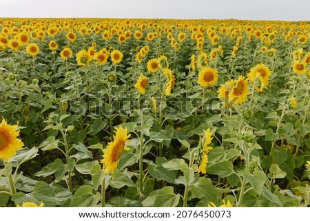 Fields with an infinite sunflower a beautiful landscape color image