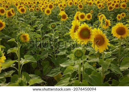 Bright yellow sunflower flower Agricultural field color image