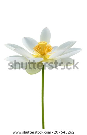 Lotus has simple and beautiful back/The Lotus flower