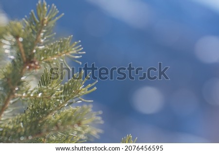 Background image of a branch of a Christmas tree close-up