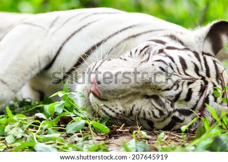 White Bengal Tiger lying in the forest.