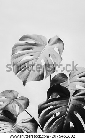 Black and white monstera deliciosa or Swiss cheese plant on a grey background. 