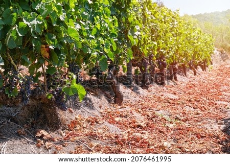 Ribeira Sacra vineyard with red grapes. Sil Canyon.