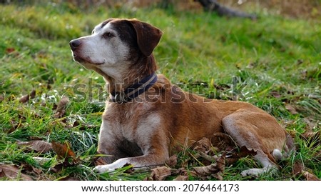Aged german pointer laying in the grass Royalty-Free Stock Photo #2076464173
