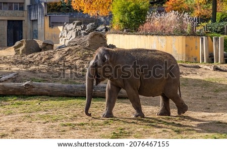 A picture of a Asian Elephant at the Ostrava Zoo.
