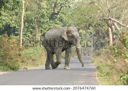 Asiatic Elephant over the railway tracks.