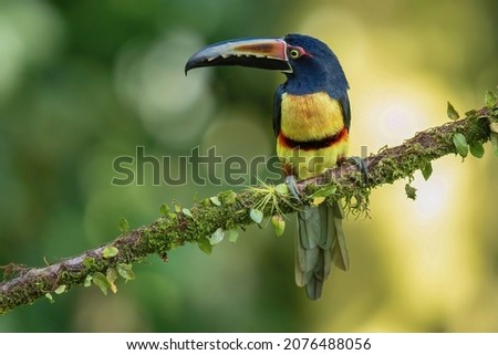 Collared Aracari Pteroglossus torquatus in Costa Rica