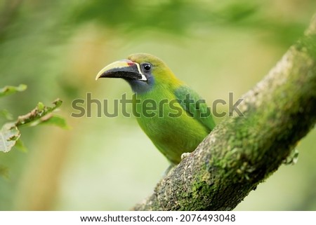 Northern Emerald Toucanet, Arassari smaragdový in Costa Rica