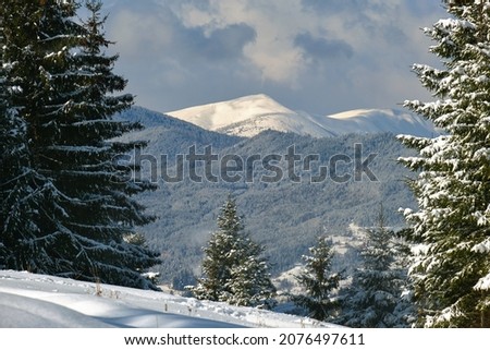Closeup of pine tree branches covered with fresh fallen snow in winter mountain forest on cold bright day. Royalty-Free Stock Photo #2076497611