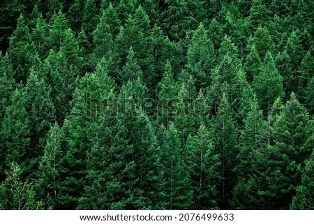 Lush green pine tree forest fresh on mountain side forrest of trees Royalty-Free Stock Photo #2076499633