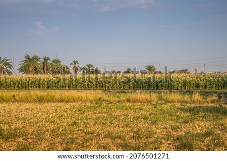 Field of corn on the background of palm trees in Egypt. Nile Valley. Palm trees Up in the middle of dry corn trees fields.