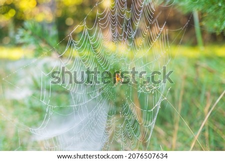 Closeup view of small dew drops on cobweb threads with a spider located on meadow plants early in the morning. Morning landscape in the meadow. Wonderful nature. Abstract floral background. Wallpaper,